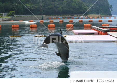 海豚頭朝下潛入海中 海豚頭朝下潛入海中 109987083