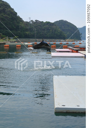 A dolphin flying parallel to the sea surface A dolphin flying parallel to the sea surface 109987092