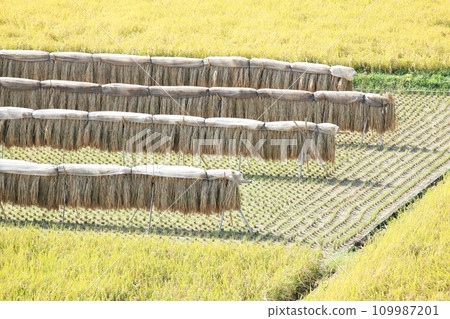 Scenery of rice fields at harvest time Scenery of rice fields at harvest time 109987201