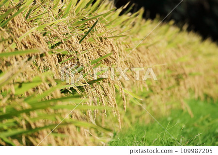 Plump ears of rice in autumn 109987205
