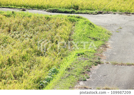 Ears of rice ripening on the ridge 109987209