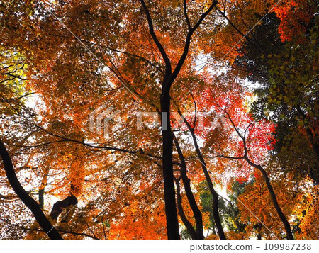 Autumn leaves of Kyoto Shimogamo Shrine Autumn leaves of Kyoto Shimogamo Shrine 109987238