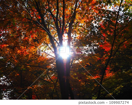Autumn leaves of Kyoto Shimogamo Shrine Autumn leaves of Kyoto Shimogamo Shrine 109987274