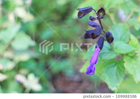 purple salvia garanitica flowers purple salvia garanitica flowers 109988386