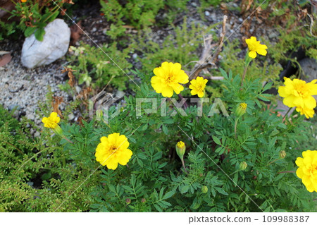 Cute yellow daisies Cute yellow daisies 109988387