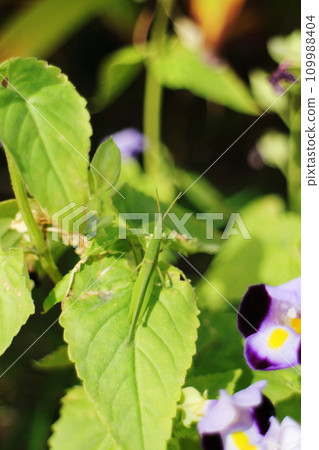 A grasshopper perches on a leaf of a foliage A grasshopper perches on a leaf of a foliage 109988404