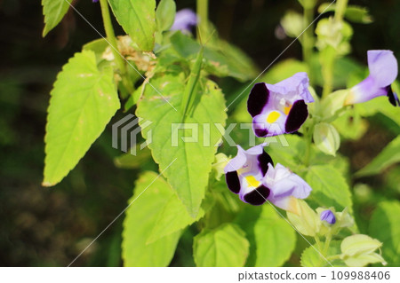 blue primrose flower 109988406