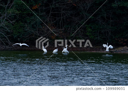 One of the largest herons in Japan, a flock of Great Egrets One of the largest herons in Japan, a flock of Great Egrets 109989031