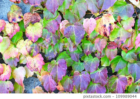 Autumn leaves of ivy, beautiful Japanese autumn, seasonal background material 109989044
