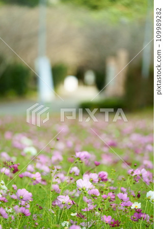 An image of a cosmos field blooming in front of the park 109989282