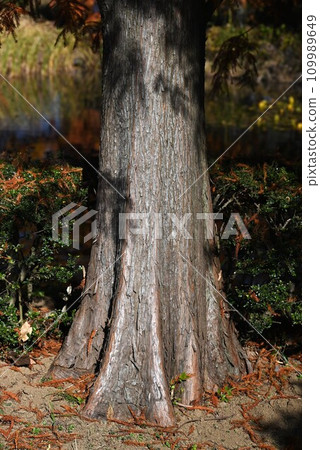 It grows in the autumn leaves of Rakusho (pine pine) and wetlands, and its "breathing roots" rise from the surrounding ground. 109989649