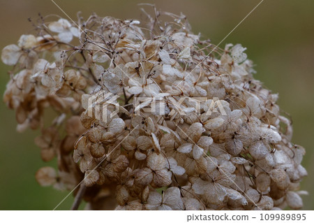 枯萎的繡球花萼片 枯萎的繡球花萼片 109989895