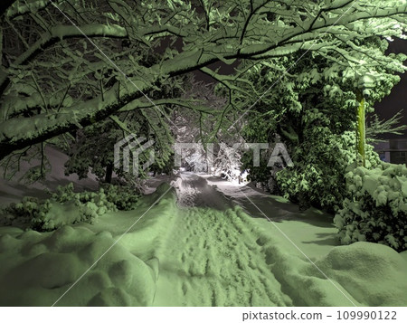 Snow and trees 109990122