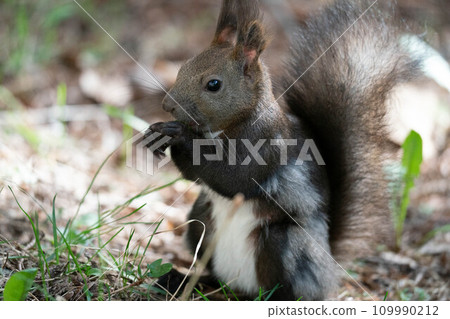 Ezolith吃核桃 109990212