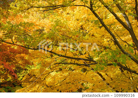 Yellow autumn leaves Yellow autumn leaves 109990316