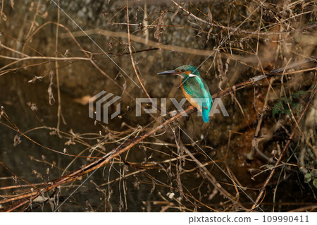 翠鳥棲息在樹枝上 109990411