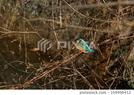 翠鳥棲息在樹枝上 翠鳥棲息在樹枝上 109990412