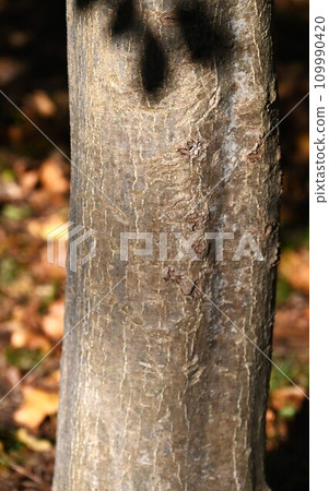 Fruits of the Kuroganemochi (Kurotetsu) tree: Only the female tree bears fruit as it is dioecious. Fruits of the Kuroganemochi (Kurotetsu) tree: Only the female tree bears fruit as it is dioecious. 109990420