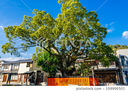 京都市北區上鴨本山的上鴨神社、藤木神社和樟樹 109990501