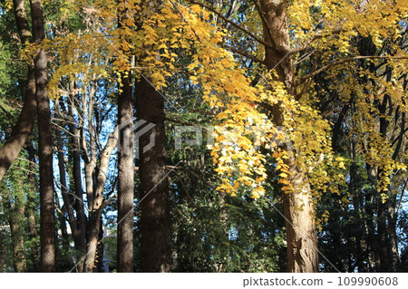 I walked in Kinuta Park I walked in Kinuta Park 109990608