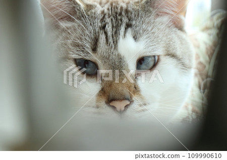 Suspense drama style cat Suspense drama style cat 109990610