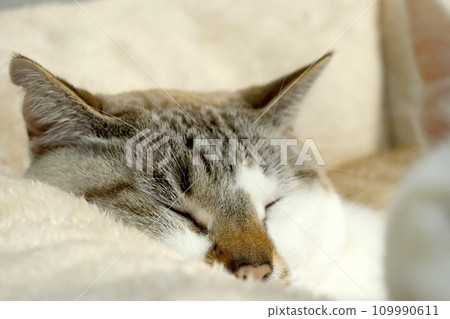 Cat sleeping soundly and peacefully Cat sleeping soundly and peacefully 109990611