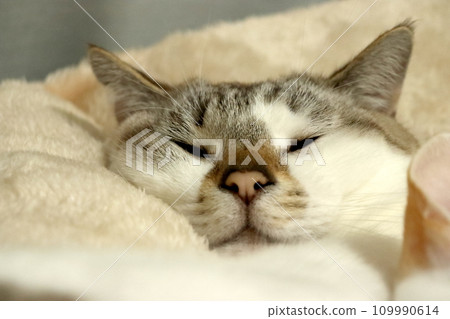 Cat sleeping soundly and peacefully Cat sleeping soundly and peacefully 109990614