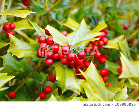 聖誕節形象：西方冬青（聖誕冬青）的紅色莓果 109990856