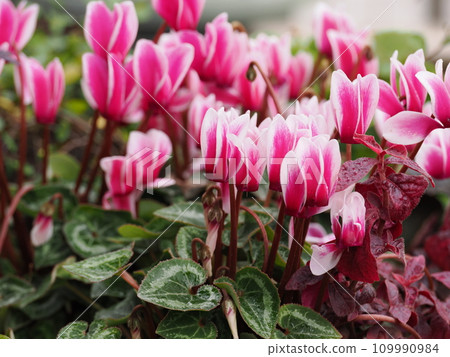 雙色花園仙客來 109990984