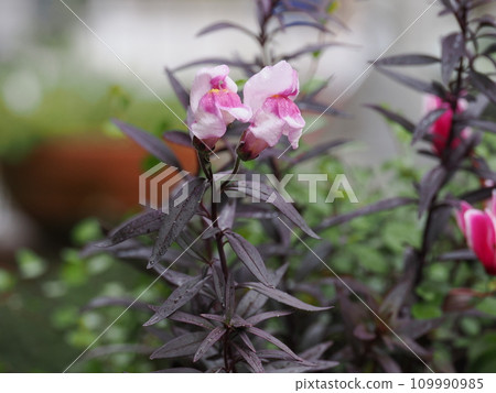 金魚草青銅龍花 109990985