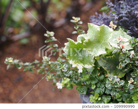 常春藤和百里香在雨中濕透 109990990