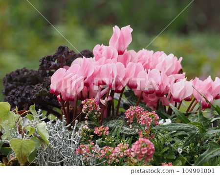 Group planting of pink garden cyclamen Group planting of pink garden cyclamen 109991001
