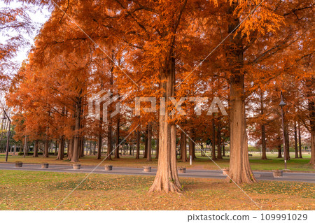 [Tokyo] Metasequoia forest with autumn leaves and dawn of autumn 109991029