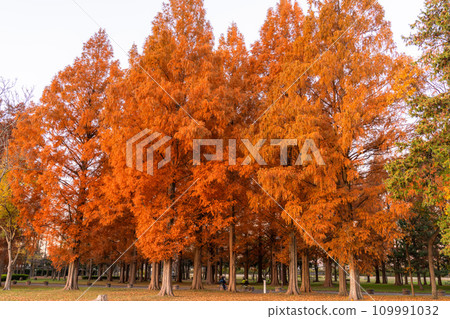 [Tokyo] Metasequoia forest with autumn leaves and dawn of autumn 109991032