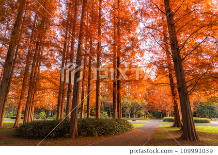 [Tokyo] Metasequoia forest with autumn leaves and dawn of autumn 109991039