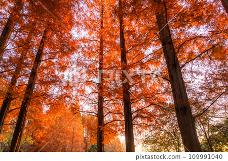 [東京] 秋天的落葉和秋天的黎明的水杉林 109991040