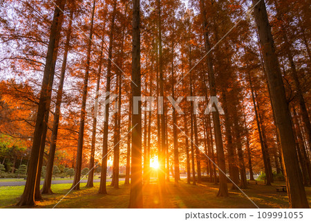 [Tokyo] Metasequoia forest with autumn leaves and dawn of autumn 109991055
