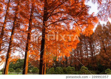 [Tokyo] Metasequoia forest with autumn leaves and dawn of autumn 109991057