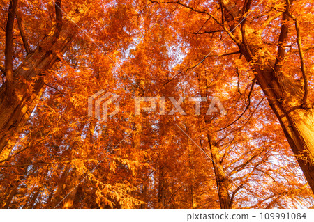 [東京] 秋天的落葉和秋天的黎明的水杉林 109991084