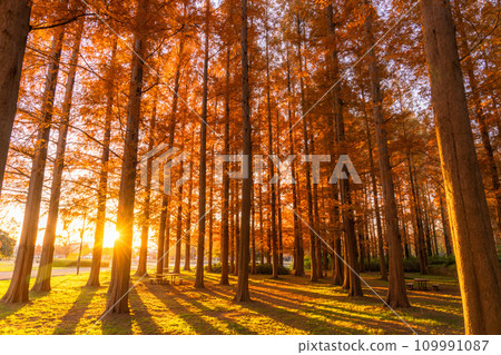 [Tokyo] Metasequoia forest with autumn leaves and dawn of autumn 109991087