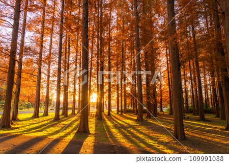 [Tokyo] Metasequoia forest with autumn leaves and dawn of autumn 109991088