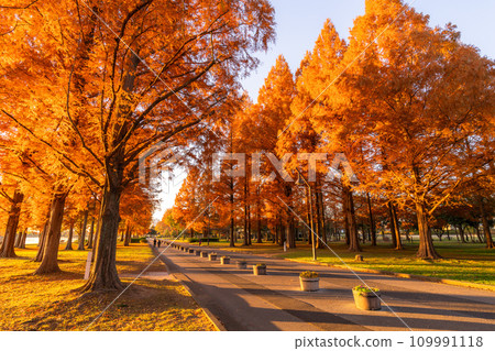 [Tokyo] Metasequoia forest with autumn leaves and dawn of autumn 109991118