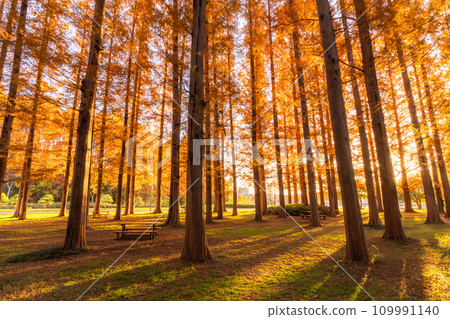 [Tokyo] Metasequoia forest with autumn leaves and dawn of autumn 109991140