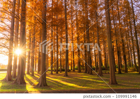 [Tokyo] Metasequoia forest with autumn leaves and dawn of autumn 109991146