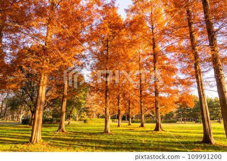 [Tokyo] Metasequoia forest with autumn leaves and dawn of autumn 109991200