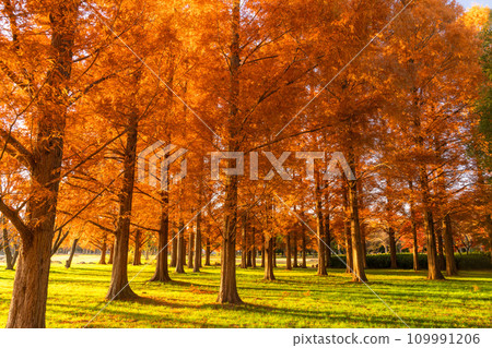 [Tokyo] Metasequoia forest with autumn leaves and dawn of autumn 109991206