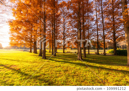 [東京] 秋天的落葉和秋天的黎明的水杉林 109991212
