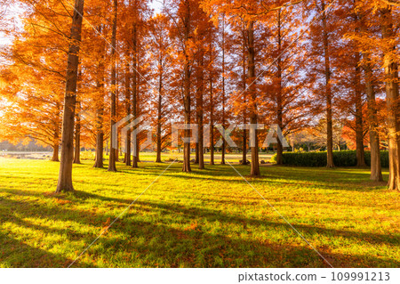[東京] 秋天的落葉和秋天的黎明的水杉林 109991213