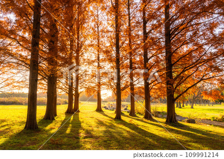 [東京] 秋天的落葉和秋天的黎明的水杉林 109991214