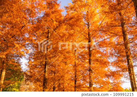 [Tokyo] Metasequoia forest with autumn leaves and dawn of autumn 109991215